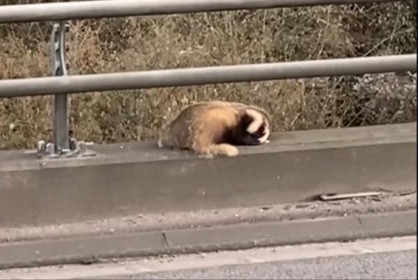 在繁忙的高速公路边，獾从混凝土架上获救