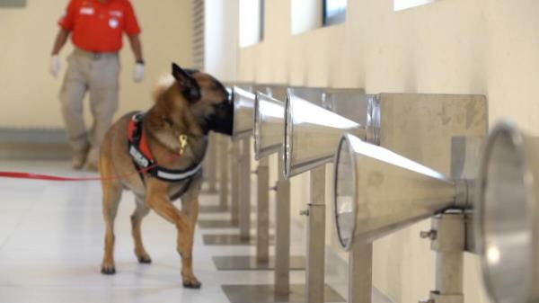 迪拜:警犬现在可以在水下寻找尸体，处理直升机降落