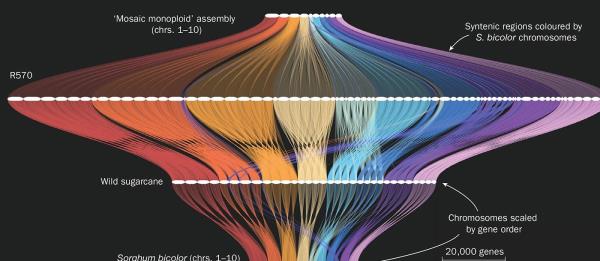 比人类基因组更复杂:解开甘蔗DNA的甜蜜之谜