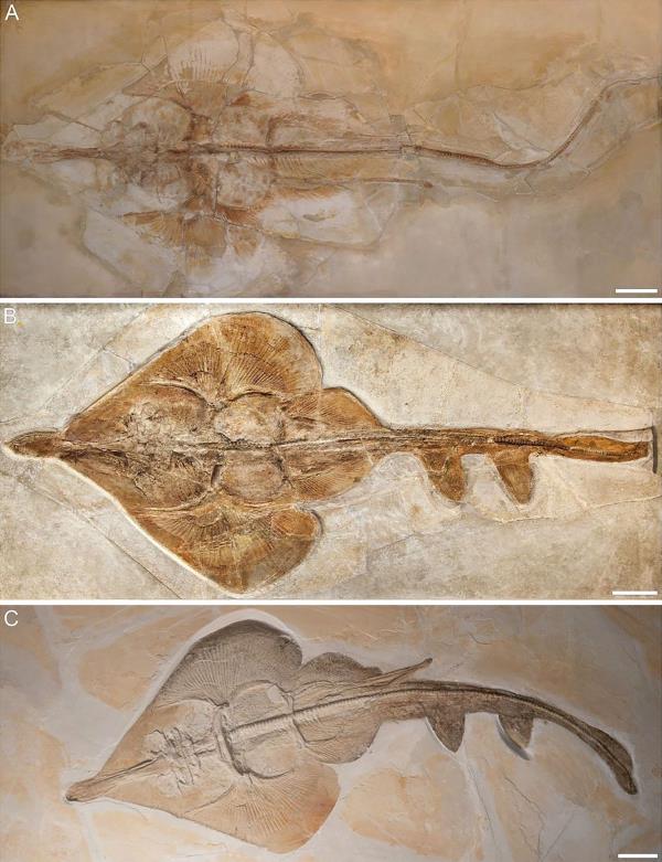 巴伐利亚Aellopobatis bavarica:科学家发现新的1.5亿年前的射线物种