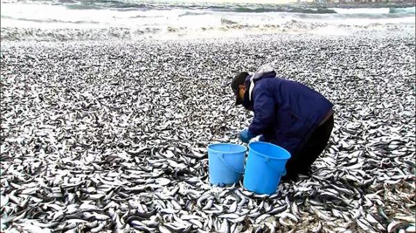 日本谴责《每日邮报》将死鱼与福岛核电站联系在一起的报道