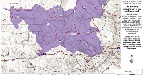 灰狼在移动:科罗拉多州野生动物官员发布了最新的GPS跟踪数据