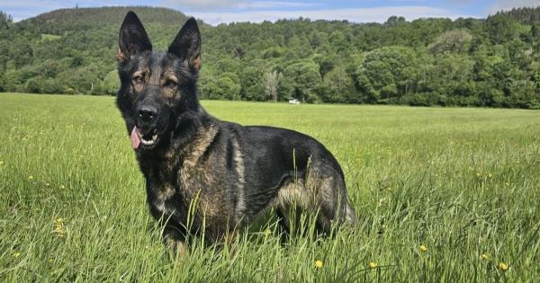 在尼斯湖附近散步时，警犬被鹿惊吓后失踪