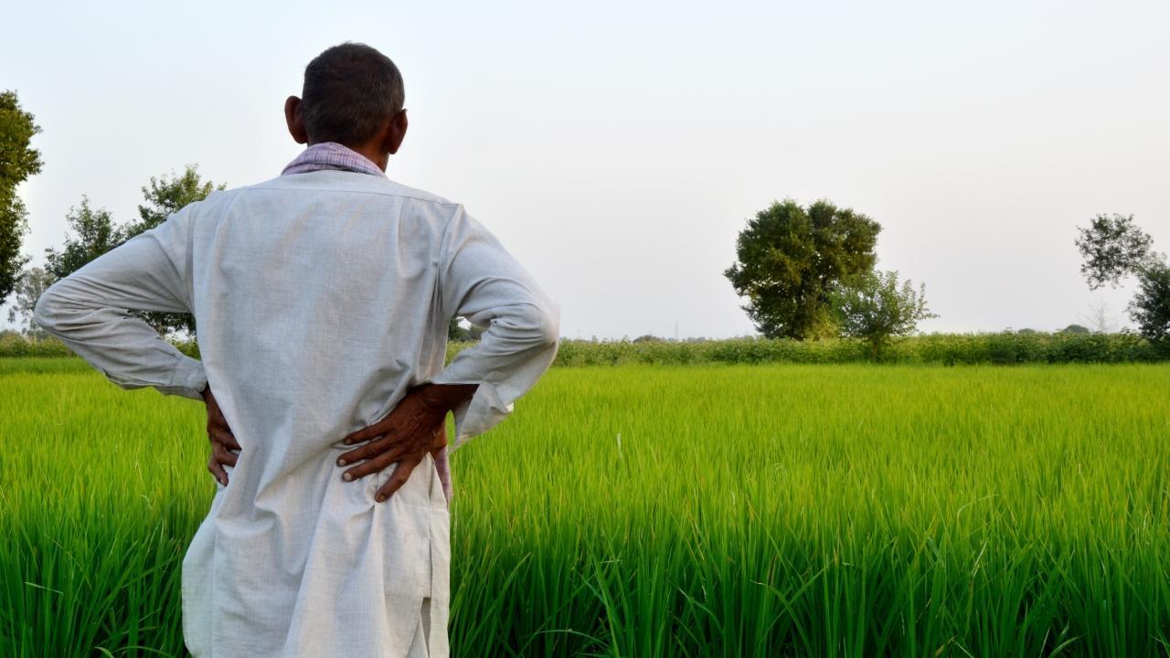 马哈拉施特拉邦:政府报告称，今年6个月内，Amravati地区557名农民结束了生命