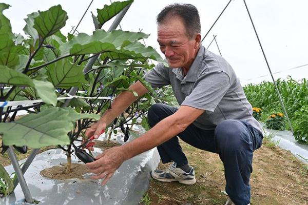 农民们每天都冒着极大的风险在烈日下工作