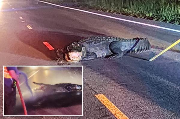 巨大的短吻鳄扑向高速公路上的汽车，被消防员的聪明做法吓跑了